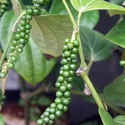Naturaplaza Zwarte Peper Poeder 1 mm kiemarm Biologisch Outlet